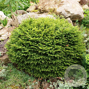 Picea a. 'Nidiformis' 25-30 cm 3,5L