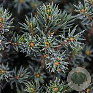 Picea gl. 'Echiniformis' 20-25 cm 3,0L