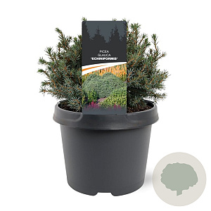 Picea gl. 'Echiniformis' 20-25 cm 3,0L