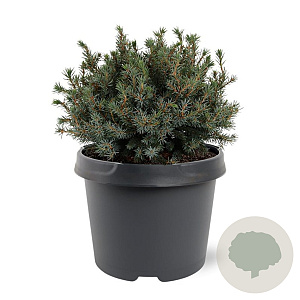 Picea gl. 'Echiniformis' 20-25 cm 3,0L
