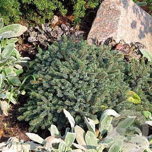 Picea gl. 'Echiniformis' 20-25 cm 3,0L