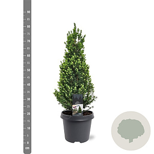 Picea gl. Perfecta 60-70 cm 5,0L