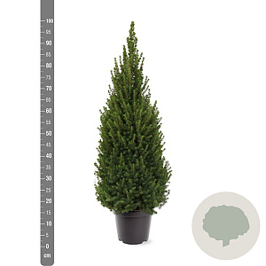 Picea gl. Perfecta 60-80 cm 7,5L