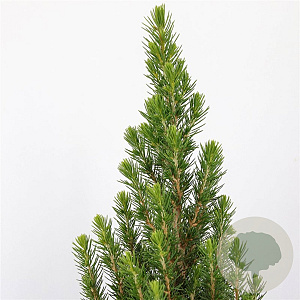 Picea gl. Perfecta 60-80 cm 7,5L