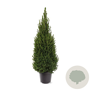 Picea gl. Perfecta 60-80 cm 7,5L
