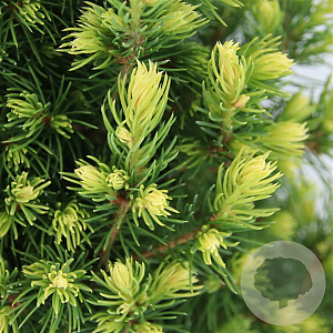 Picea gl. 'Rainbow's End' 40-50 cm 5,0L