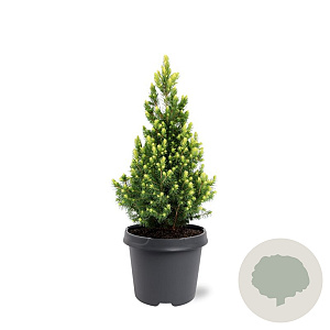 Picea gl. 'Rainbow's End' 40-50 cm 5,0L