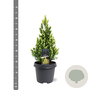 Picea gl. 'Rainbow's End' 40-50 cm 5,0L