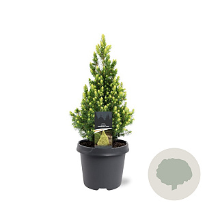 Picea gl. 'Rainbow's End' 40-50 cm 5,0L