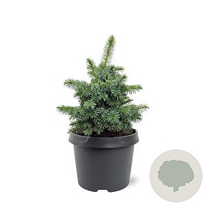 Picea sitchensis 'Tenas' 20-25 cm 3,0L