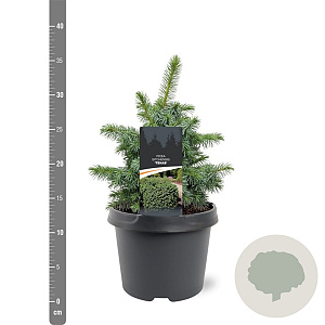 Picea sitchensis 'Tenas' 20-25 cm 3,0L