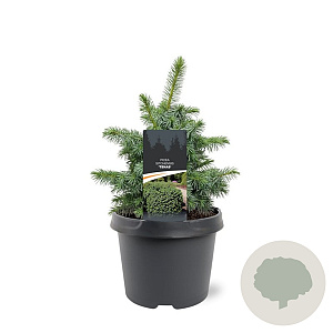 Picea sitchensis 'Tenas' 20-25 cm 3,0L