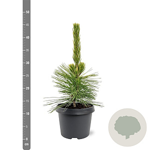 Pinus thunbergii 'Ogon' 25-30 cm 3,5L