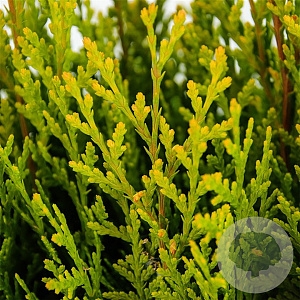 Platycladus or. 'Aurea Nana' 25-30 cm 3,5L