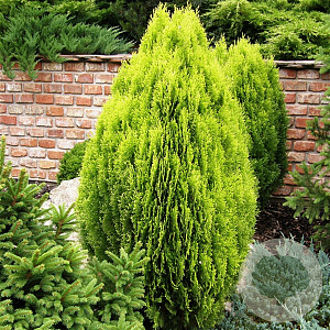 Platycladus or. 'Aurea Nana' 25-30 cm 3,5L