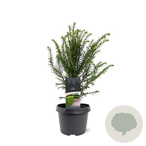 Taxus baccata 30-40 cm 3,0L