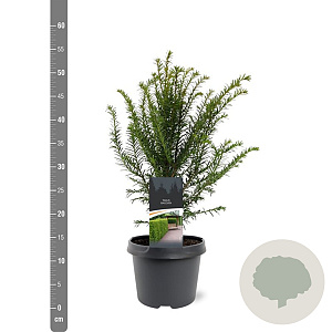 Taxus baccata 30-40 cm 3,0L