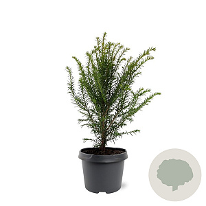Taxus baccata 30-40 cm 3,0L