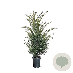 Taxus baccata 80-100 cm 4,0L