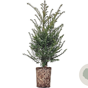 Taxus baccata 80-100 cm 4,0L