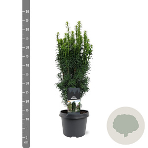 Taxus b. 'Fastigiata' 40-50 cm 3,0L