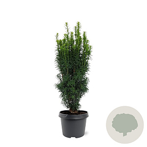 Taxus b. 'Fastigiata' 40-50 cm 3,0L