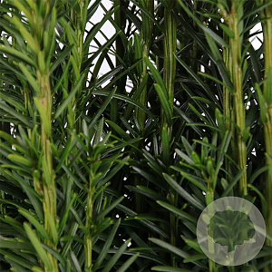 Taxus b. 'Fastigiata' 40-50 cm 3,0L