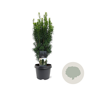 Taxus b. 'Fastigiata' 40-50 cm 3,0L