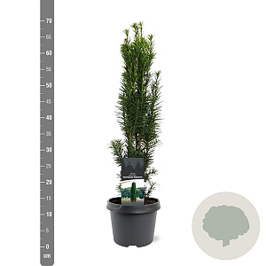 Taxus b. 'Fastigiata Robusta' 40-50 cm 3,0L