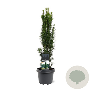 Taxus b. 'Fastigiata Robusta' 40-50 cm 3,0L