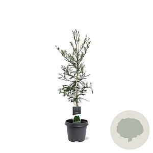 Taxodium distichum 80-100 cm 5,0L