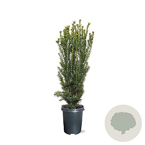 Taxus media 'Hillii' 50-60 cm 4,0L