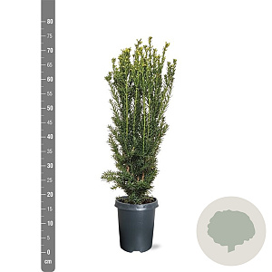 Taxus media 'Hillii' 50-60 cm 4,0L