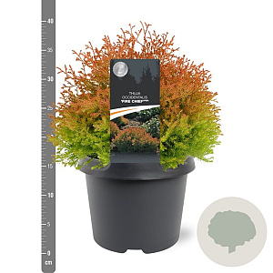 Thuja occ. Fire Chief 25-30 cm 3,5L