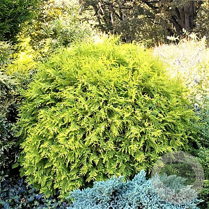 Thuja occ. 'Golden Globe' 25-30 cm 3,5L