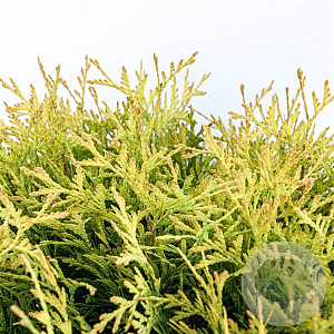Thuja occ. 'Golden Globe' 30-40 cm 5,0L