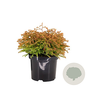 Thuja occ. 'Golden Tuffet' 25-30 cm 3,5L