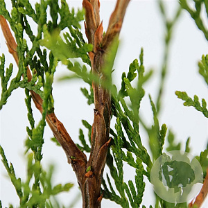 Thuja occidentalis 'King of Brabant' 60-80 cm 3,0L