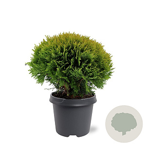Thuja occ. 'Mirjam' 30-40 cm 5,0L