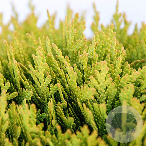 Thuja occ. 'Mirjam' 30-40 cm 5,0L