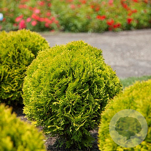 Thuja occ. 'Mirjam' 30-40 cm 5,0L