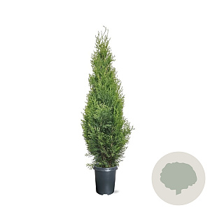 Thuja occ. 'Smaragd' 80-100 cm 4,0L