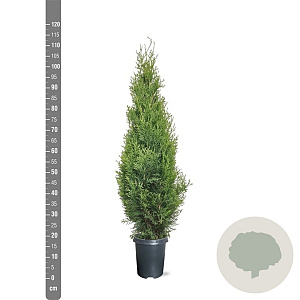 Thuja occ. 'Smaragd' 80-100 cm 4,0L