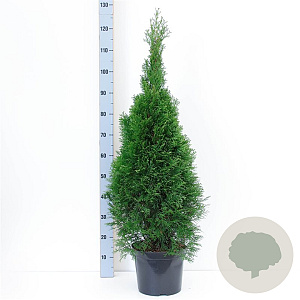 Thuja occ. 'Smaragd' 80-100 cm 7,5L