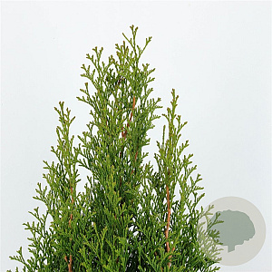 Thuja occ. 'Smaragd' 80-100 cm 7,5L