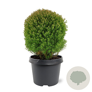 Thuja occ. 'Teddy' 20-25 cm 3,0L