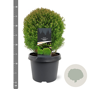 Thuja occ. 'Teddy' 20-25 cm 3,0L