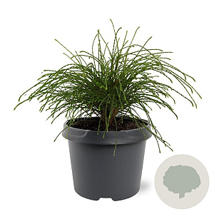 Thuja pl. 'Whipcord' 20-25 cm 3,0L