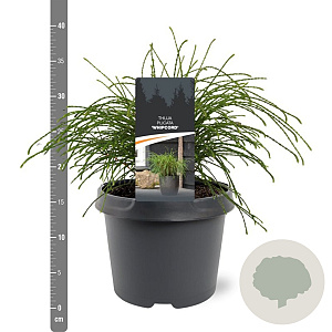 Thuja pl. 'Whipcord' 20-25 cm 3,0L