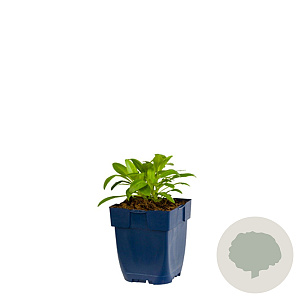 Centranthus ruber 'Albus' GM  P11
